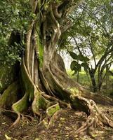 närbild av stammen av det gamla trädet i djungeln foto