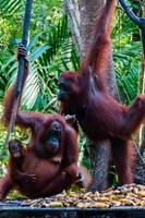 två orang utan hänger på ett träd i djungeln foto