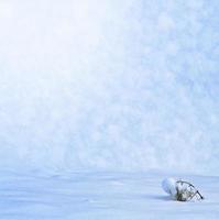 skog i frosten. vinterlandskap. snötäckta träd. foto