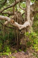 indiskt banyanträd i mitten av djungeln foto