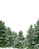 snötäckta träd. gran isolerad på vit bakgrund foto