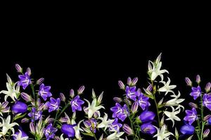 campanula blommor kvist isolerad på svart bakgrund. delikat blomma foto