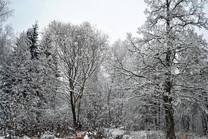 frusen vinterskog med snötäckta träd. foto