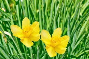 ljusa och färgglada blommor påskliljor foto