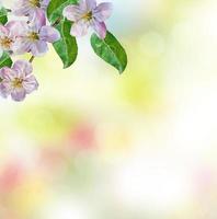 vårens landskap. blommande äppelträd. vårblommande trädgård. foto