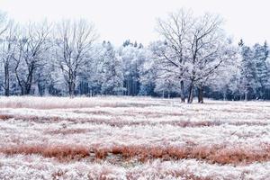 skog i frosten. vinterlandskap. snötäckta träd. foto