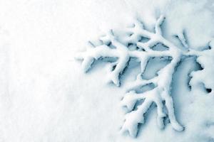 skog i frosten. vinterlandskap. snötäckta träd. foto