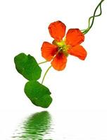 nasturtium blommor isolerad på vit bakgrund foto