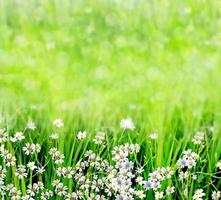 sommarlandskap med vilda blommor foto