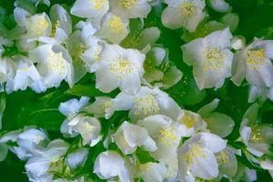 vit jasmin grenen fina vårblommor foto