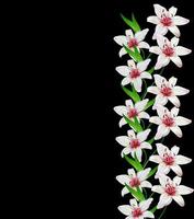 vit lilja blomma på en svart bakgrund foto