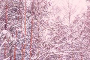 skog i frosten. vinterlandskap. snötäckta träd. foto