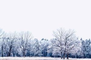 skog i frosten. vinterlandskap. snötäckta träd. foto