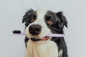 söt smart rolig hundvalp border collie håller tandborste i munnen isolerad på vit bakgrund. munhygien hos husdjur. veterinärmedicin, hund tänder hälso-och sjukvård banner. foto