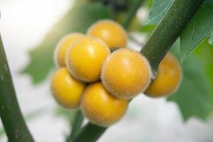 mogen frukt av solanum ferox l. hårig frukt för thailändsk matlagning. populär för att laga kryddig mat. foto