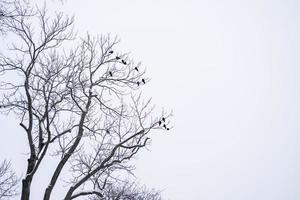 flock fåglar på ett högt träd i parken. kala trädgrenar foto