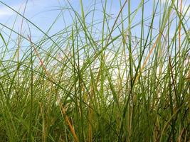 friskhet vetiver grässtrå på landsbygden foto