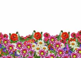 zinnia blommor, kamomill, blåklockor, campanula foto