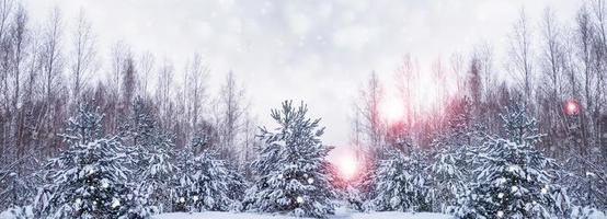 frusen vinterskog med snötäckta träd. foto