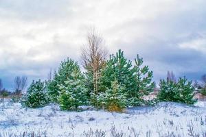 frusen vinterskog med snötäckta träd. foto