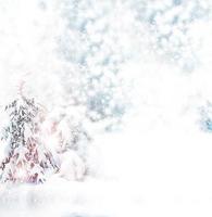 vinter skog. snö. foto