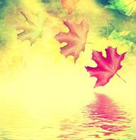 höstlandskap. vackra löv. landskap. färgglada träd foto