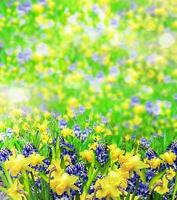 sommarlandskap. blommor påskliljor och hyacint foto