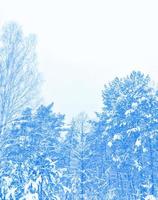 skog i frosten. vinterlandskap. snötäckta träd. foto