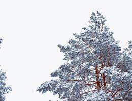 julgran i snön isolerad på en vit bakgrund. gratulationskort. foto