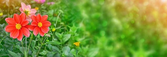 färgglada blommor dahlia på bakgrunden av sommarlandskapet foto