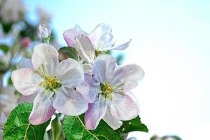 vårens landskap. blommande äppelträd. vårblommande trädgård. foto