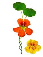 nasturtium blommor isolerad på vit bakgrund foto