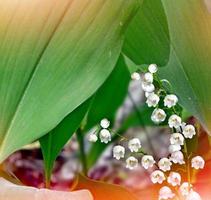 Liljekonvalj. vårens landskap. blommor liljekonvalj foto