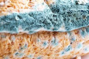 blå mögel svamp på vitt bröd närbild. bortskämd mat, ohälsosam mat. vit bakgrund foto