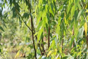 eukalyptusblad. gren eukalyptus träd natur bakgrund foto