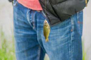 crucian på krok foto