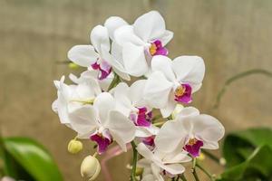 blommande blomma av vit och violetta phalaenopsis orkidé med knopp på gröna blad och brun canvas bakgrund foto