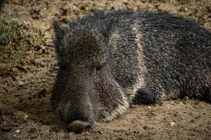 vild peccary gris som vilar på marken foto