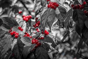 svartvit växt med röda bär foto