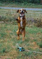 rosten taxmixen hund hoppar vid vattenspridare foto