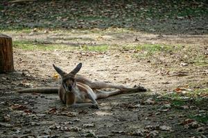 röd känguru vilar på marken på zoo foto