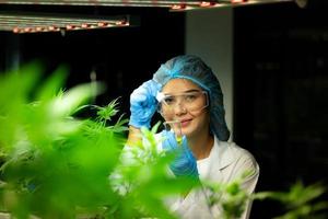 forskare på cannabisfarm med extraherad cannabisolja bland cannabisplantorna som växer vackra löv i växten foto