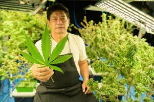 lantarbetare med vackra cannabisplantor som växer i fabriken. kontrollera integriteten hos stjälkar och blad i barnkammaren för att få kvalitets cannabis foto