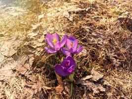 violblommande krokusar utomhus, första vårblommor foto