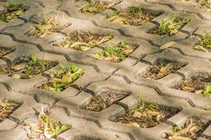 närbild av trottoaren med fallna höstlöv. trottoar sten bakgrund foto