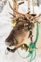 porträtt av rådjur i vinterskogen foto