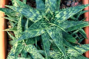 ovanifrån av aloe variegata i kruka, naturlig bakgrund foto