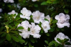 blomma av vit azalea blomma. blommig bakgrund foto