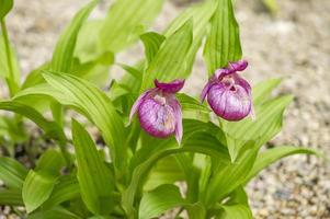 cypripedium macranthon blomma foto