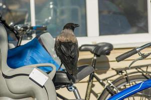 stor svart kråka sitter på en cykelstol foto